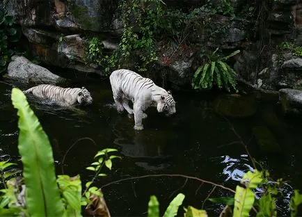 Zoo Singapore állatkert nyitvatartási hogyan kap a jegyek árát