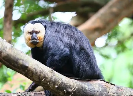 Zoo Singapore állatkert nyitvatartási hogyan kap a jegyek árát