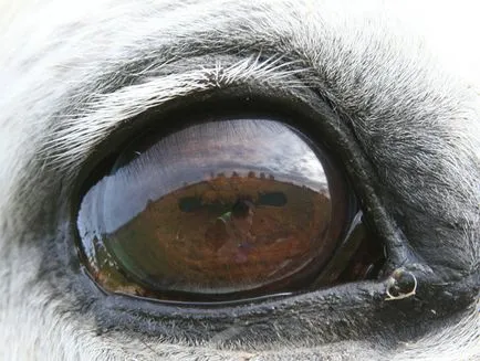 Vision lovak és különösen a szemed vizsgált ló, a lovam (különösen) Vision lovak és különösen a szemed vizsgált ló, a lovam