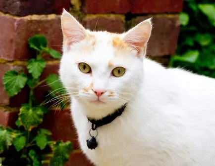 Star „cat mi macskák, mint a hírességek