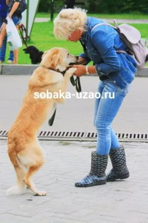 Lettem önkéntes szerzői Nina Korotkaya, menedéket hajléktalan állatok YUZAO