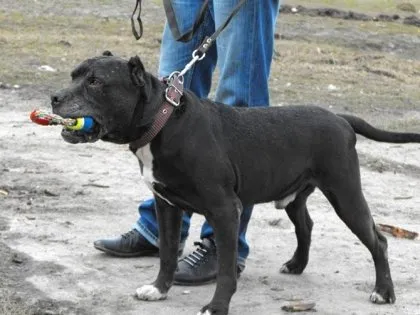 Hogyan nevelés pitbull