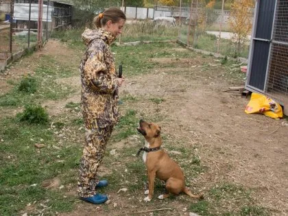 Hogyan nevelés pitbull