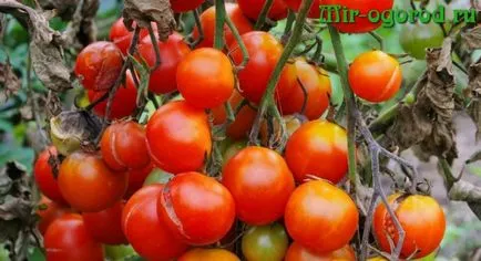 Hogyan védi paradicsom burgonyavész a nyílt terepen (kültéri) Hogyan védi paradicsom burgonyavész a nyílt terepen