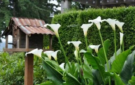 Calla ültetés a nyílt terepen, a technológia, fotó, válassza ki a (leszállás) Calla ültetés a nyílt terepen, a technológia, fotó, válasszuk