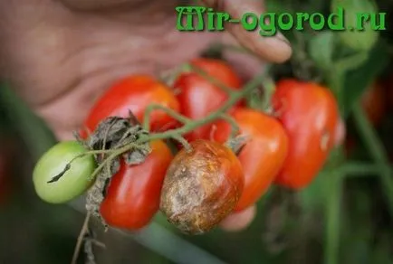 Hogyan védi paradicsom burgonyavész a nyílt terepen (védelem) Hogyan védi paradicsom burgonyavész a nyílt terepen