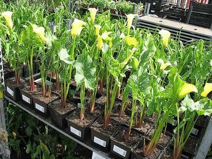 Calla tenyésztés, ültetés, gondozás és fajták (fajták) Calla tenyésztés, ültetés, gondozás és fajták