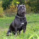 Cane Corso fajta leírás, karakteres, az oktatás és gondozás (Cane) Cane Corso fajta leírás, karakteres, az oktatás és gondozás