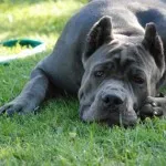 Cane Corso kutya fotó, ár, fajta leírás, képességgel, video - én watchdog