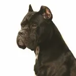 Cane Corso fajta leírás, karakteres, az oktatás és gondozás (Cane) Cane Corso fajta leírás, karakteres, az oktatás és gondozás