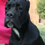 Cane Corso fajta leírás, karakteres, az oktatás és gondozás (leírás) Cane Corso fajta leírás, karakteres, az oktatás és gondozás
