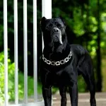 Cane Corso fajta leírás, karakteres, az oktatás és gondozás (Cane) Cane Corso fajta leírás, karakteres, az oktatás és gondozás