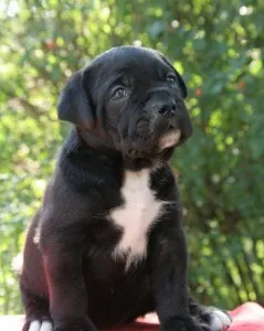 Cane Corso fajta leírás, karakteres, az oktatás és gondozás (leírás) Cane Corso fajta leírás, karakteres, az oktatás és gondozás