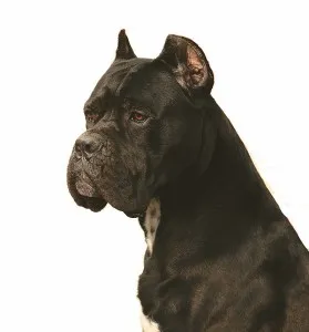 Cane Corso fajta leírás, karakteres, az oktatás és gondozás (Cane) Cane Corso fajta leírás, karakteres, az oktatás és gondozás