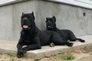 Cane Corso jellegzetes fajta leírás, karbantartásáról, etetés, kölykök, szabványok (rock) Cane Corso fajta jellemzés, leírás, karbantartásáról, etetés, kölykök, szabványok,