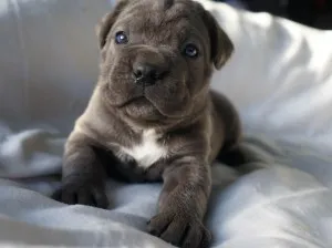 Cane Corso fajta leírás, karakteres, az oktatás és gondozás (Cane) Cane Corso fajta leírás, karakteres, az oktatás és gondozás