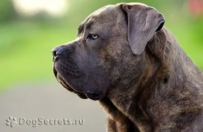 Cane Corso fajta leírás, kutya karakter, ellátás, képzés, fotók, kölykök ár