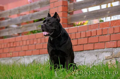 Cane Corso fajta leírás, kutya karakter, ellátás, képzés, fotók, kölykök ár