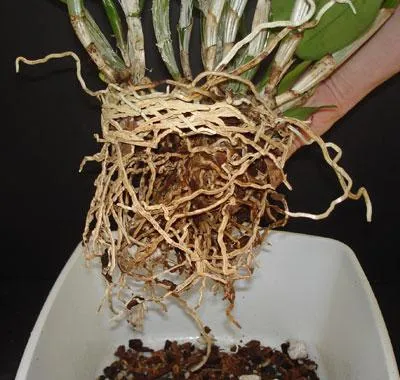 Cattleya otthoni gondozást