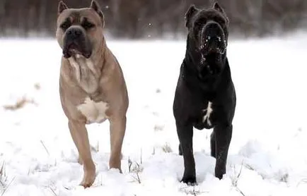 Cane Corso fajta leírás, Cane Corso kutya képek és videó