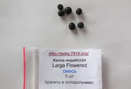 Cannes ellátás, termesztés, tárolás - tippek kezdőknek virágüzlet (tárolás) Cannes ellátás, termesztés, tárolás - tippek kezdőknek virágüzlet