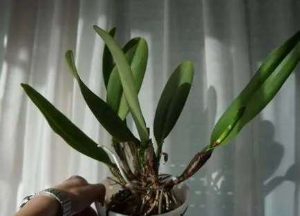 Cattleya - otthoni gondozás, transzplantáció, locsolás (otthon) Cattleya - otthoni gondozás, transzplantáció, öntözés