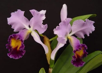 Cattleya - otthoni gondozás, transzplantáció, locsolás (feltételek) Cattleya - otthoni gondozás, transzplantáció, öntözés