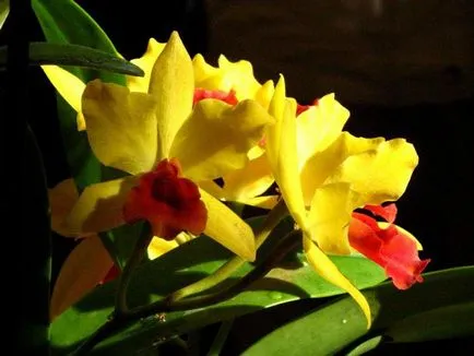 Cattleya otthoni gondozást