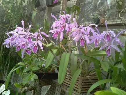 Cattleya otthoni gondozást
