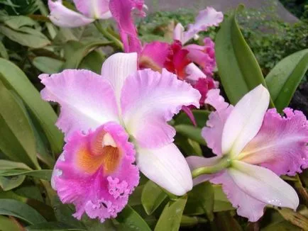 Cattleya otthoni gondozást