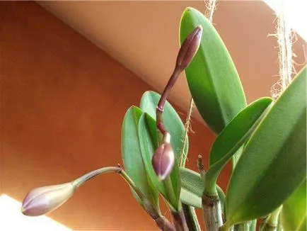 Cattleya otthoni gondozást