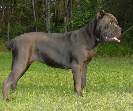 Cane Corso - karakter, fajta leírását és jellemzőit a tartalom (leírás) Cane Corso - karakter, fajta leírása és jellemzői a tartalmat