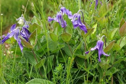 Clematis vetőmag termesztése és specifikus árnyalatok