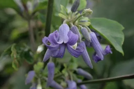 Clematis vetőmag termesztése és specifikus árnyalatok