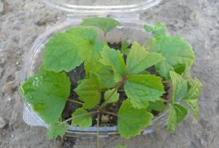 Clematis magról ültetés és gondozás területén vagy otthon (ellátás) Clematis magról ültetés és gondozás területén, vagy otthon