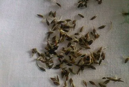 Clematis magról ültetés és gondozás területén vagy otthon (leszállás) Clematis magról ültetés és gondozás területén, vagy otthon