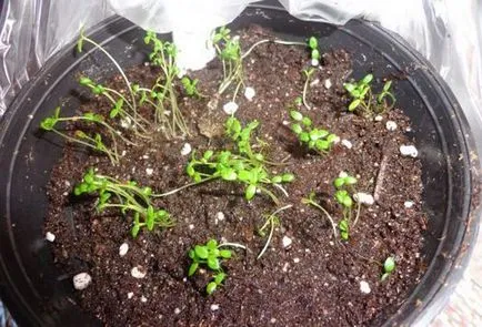 Clematis magról ültetés és gondozás területén vagy otthon (iszalag) Clematis magról ültetés és gondozás területén, vagy otthon