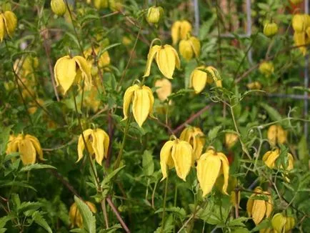 Clematis vetőmag termesztése és specifikus árnyalatok