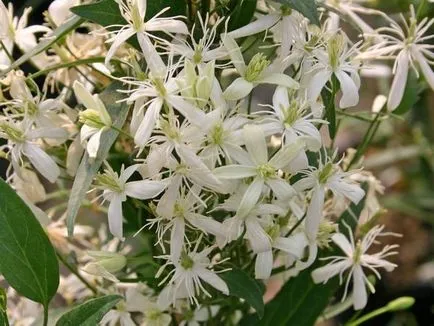 Clematis vetőmag termesztése és specifikus árnyalatok