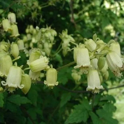 Clematis magról ültetés és gondozás