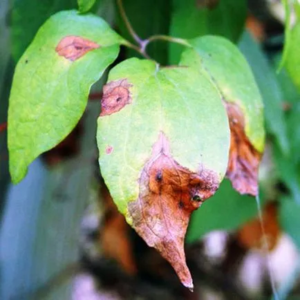 Clematis magról ültetés és gondozás