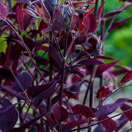 Clematis magról ültetés és gondozás