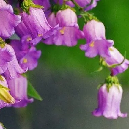 Clematis magról ültetés és gondozás
