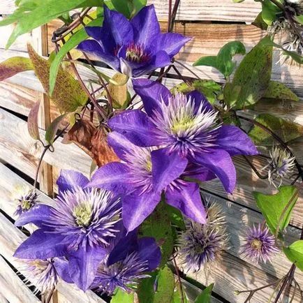Clematis magról ültetés és gondozás