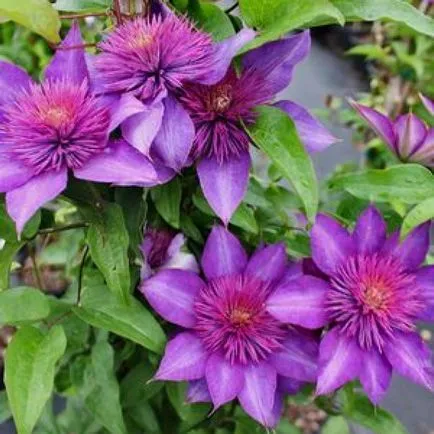 Clematis magról ültetés és gondozás