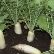 Ha ültetés daikon legjobb szakértői vélemények