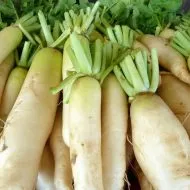 Ha ültetés daikon legjobb szakértői vélemények
