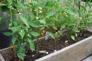 Mikor és hogyan kell vetni paprika palánták (csemeték) Mikor és hogyan kell ültetni paprika palánták