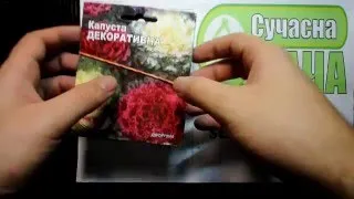 Ha a növényi díszítő káposzta (karfiol) Amikor a növény dekoratív káposzta