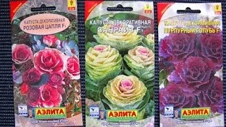 Amikor a dekoratív káposzta üzem (díszítő) Amikor a növény dekoratív káposzta